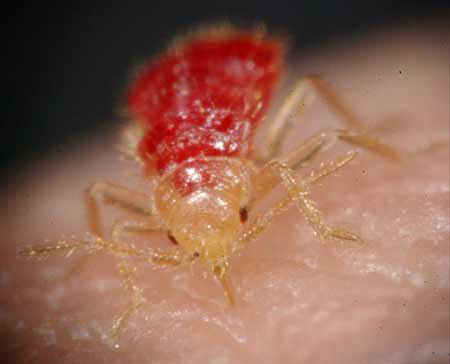 Close-up of a bedbug; photo courtesy Liz Novack